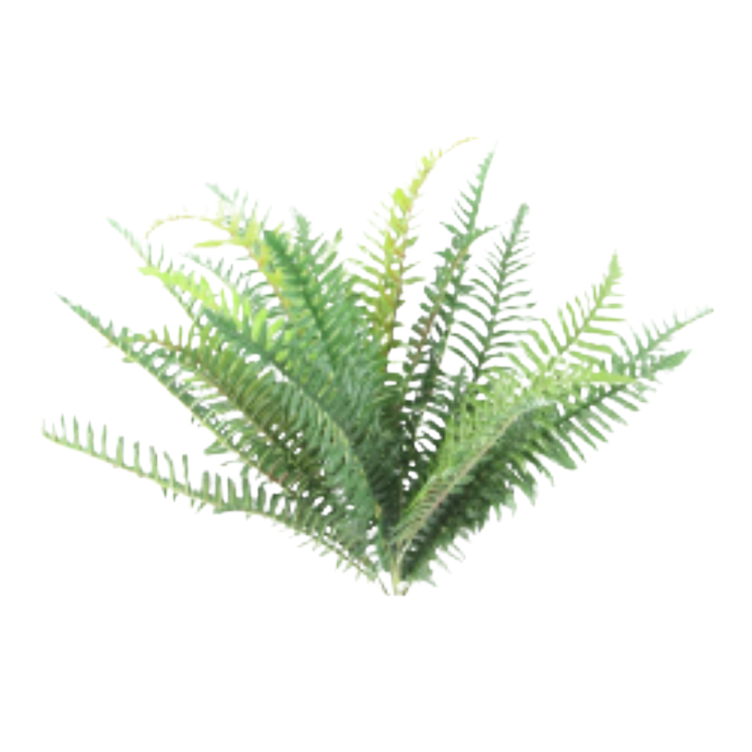 GG24619 30" 30 Leaf Boston Fern - W
