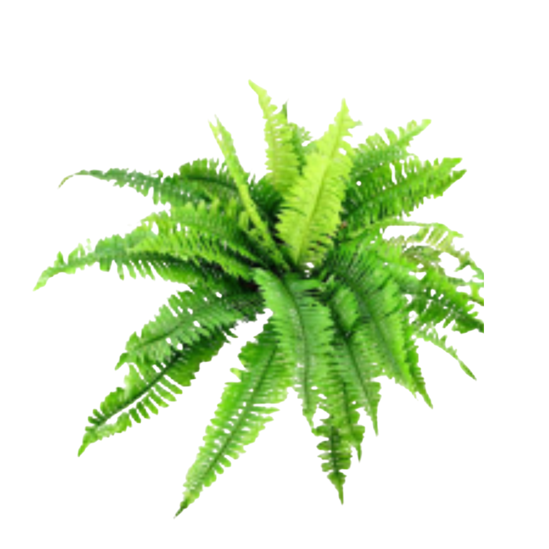 GG4617 42 Leaf Boston Fern - R