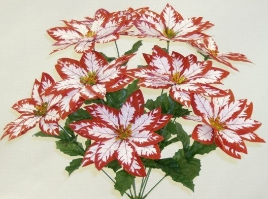 82022 Variegated Poinsettia X 9 - R