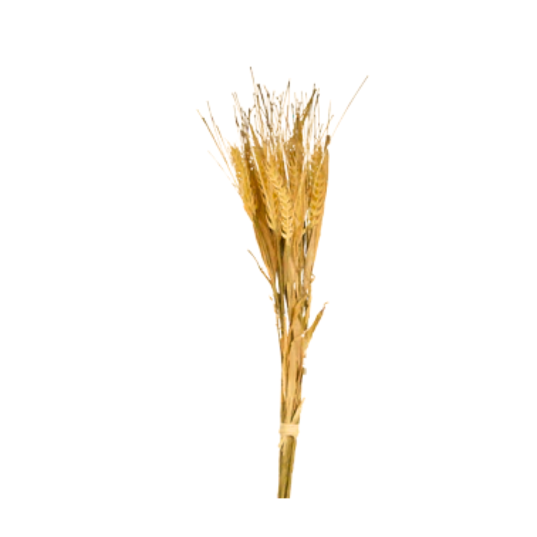 278?? 23.6" Wheat Bundle - R