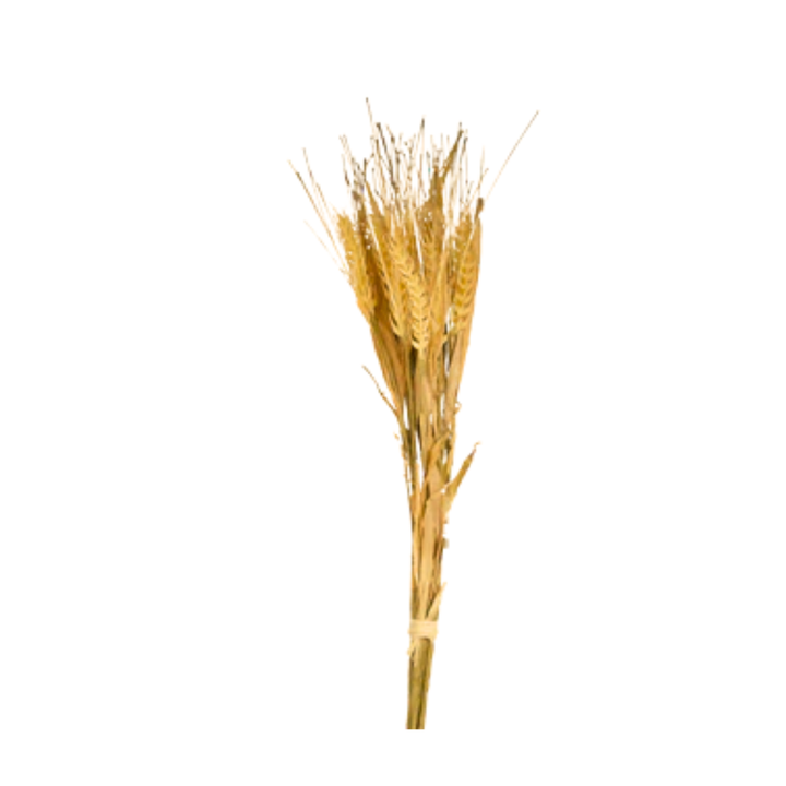 278?? 23.6" Wheat Bundle - R