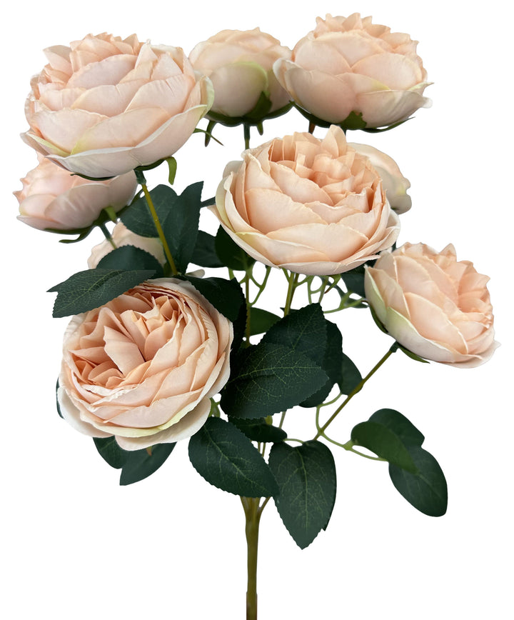 35133 17.5" Cabbage Rose Bush X 9