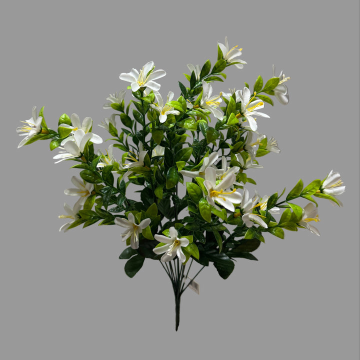 6455 Small Tweedia Bush X 12