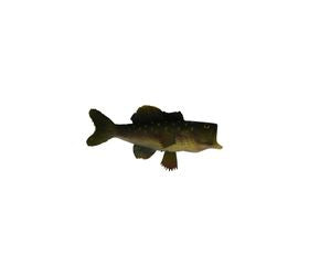 Faux Fish for Floral Design